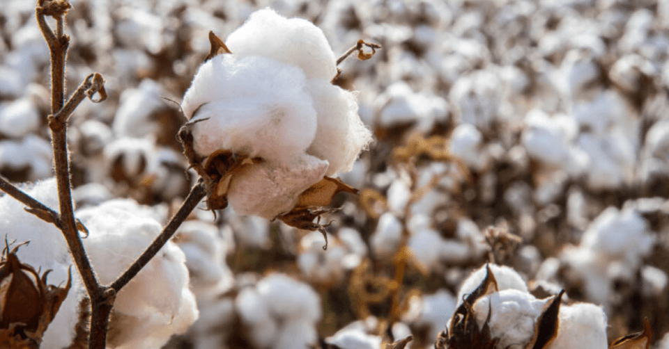 cotton
