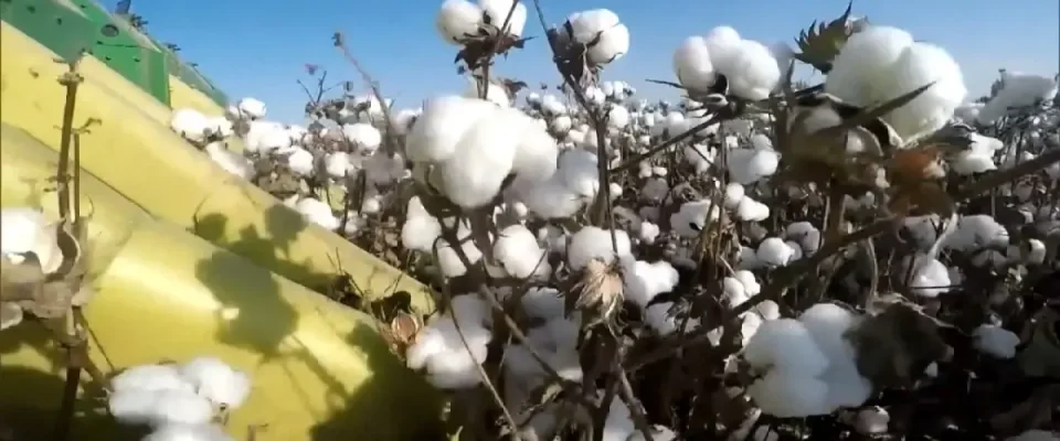 China’s cotton topping robot promises fully automated production of Xinjiang crop