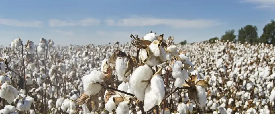 HTBt cotton gets positive report, one step away from commercial cultivation