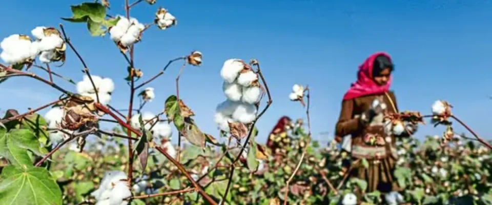 India Faces Decline in Cotton Productivity Amid TSV Virus Threat: Govt Calls Urgent Meeting in Coimbatore