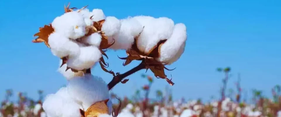 India set to overtake China to become largest cotton producer by 2034