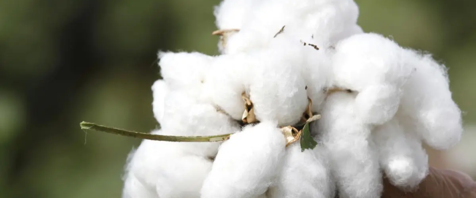 Gujarat cotton area shrinks 13% as farmers find groundnut more remunerative
