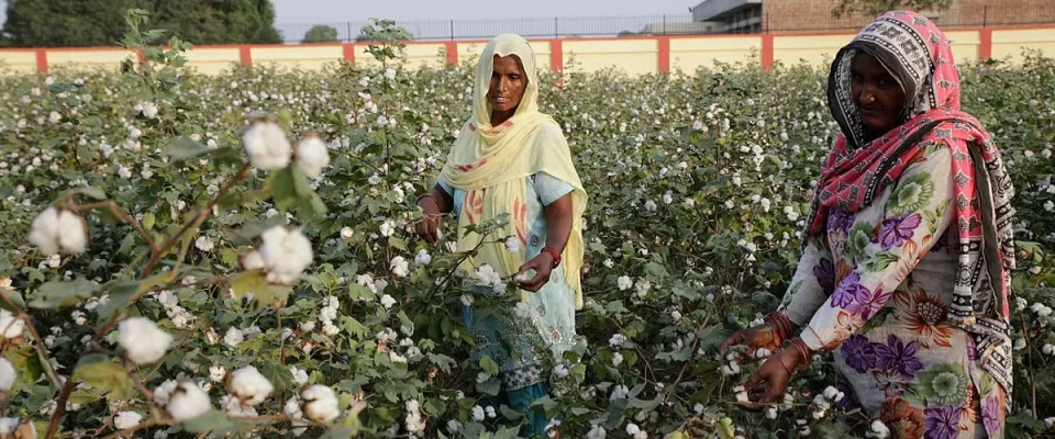 Will India remain king of cotton?