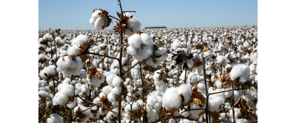 Cotton