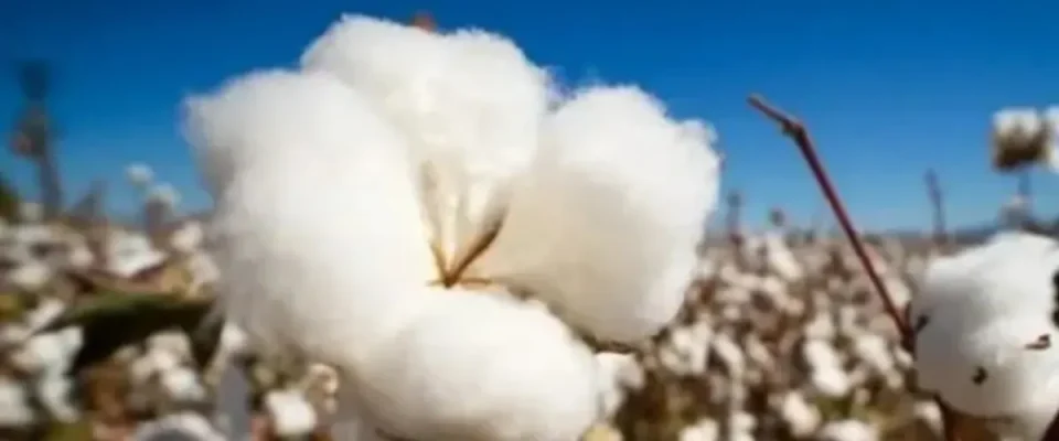 regenerative cotton India
