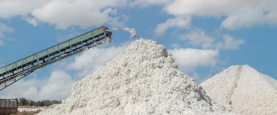 India cotton arrivals November 2025