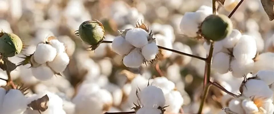 CAI Urges Govt to Scrap 11% Duty, Promote Free Cotton Trade