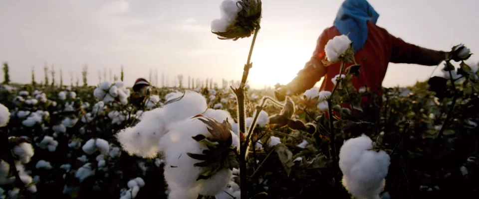 Textile Ministry to Get ₹1,100 Cr Under Cotton Productivity Mission