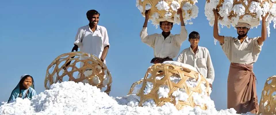 Cotton Imports Surge as Traders Use Zero-Duty Window