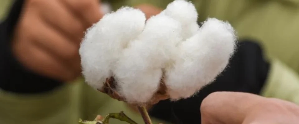 China Maps Cotton’s Evolution to Develop Better Crop Varieties