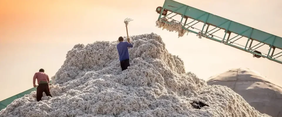 India’s Cotton Imports Surge in December Quarter on Duty-Free Push