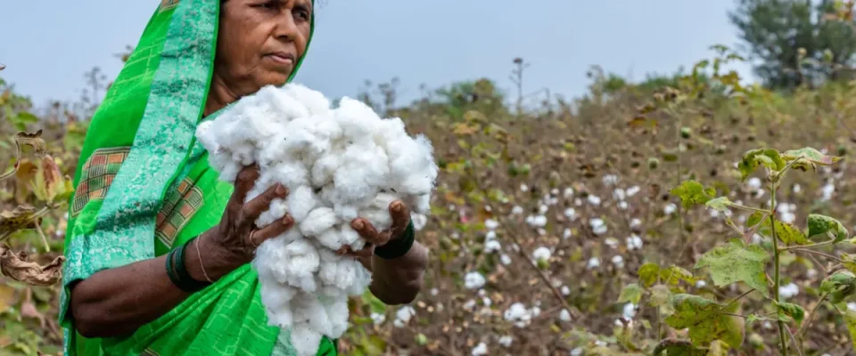 Cotton Sector Receives ₹5,659 Crore Boost, Set to Benefit 32 Lakh Farmers