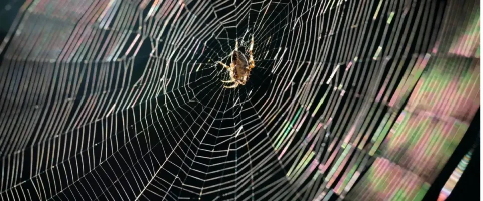 Researchers Develop Sustainable Fibres Inspired by Spider Silk and Mussels
