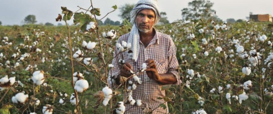 Scientific Farming Practices Expected to Strengthen Global Demand for Indian Cotton