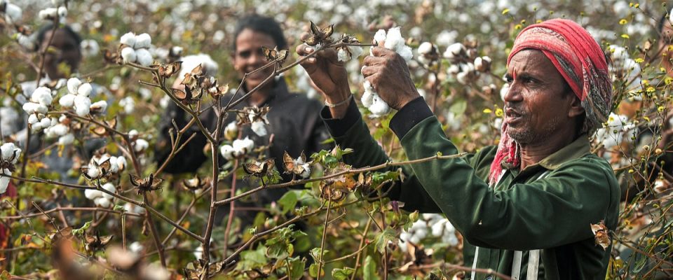 India Temporarily Waives Customs Duty on Cotton Imports to Support Textile Industry