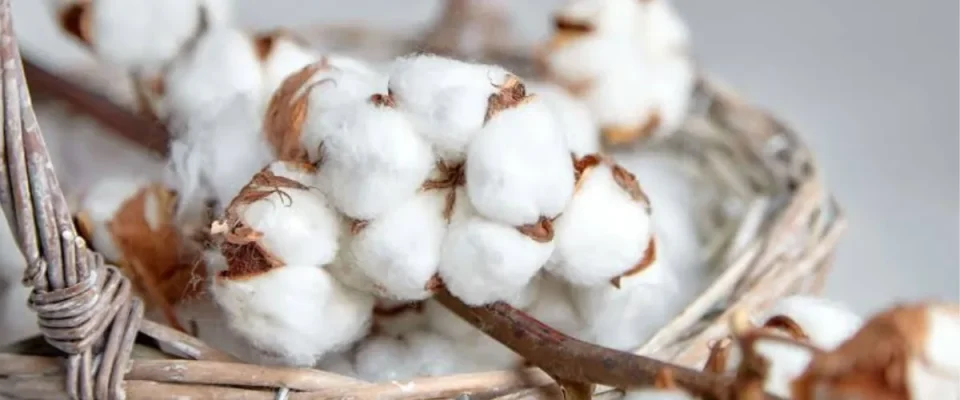Myanmar Targets Higher Cotton Yields to Strengthen Textile Industry and Boost Exports